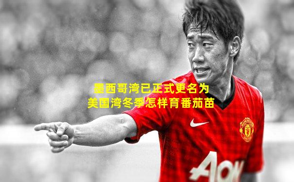 墨西哥湾已正式更名为美国湾冬季怎样育番茄苗